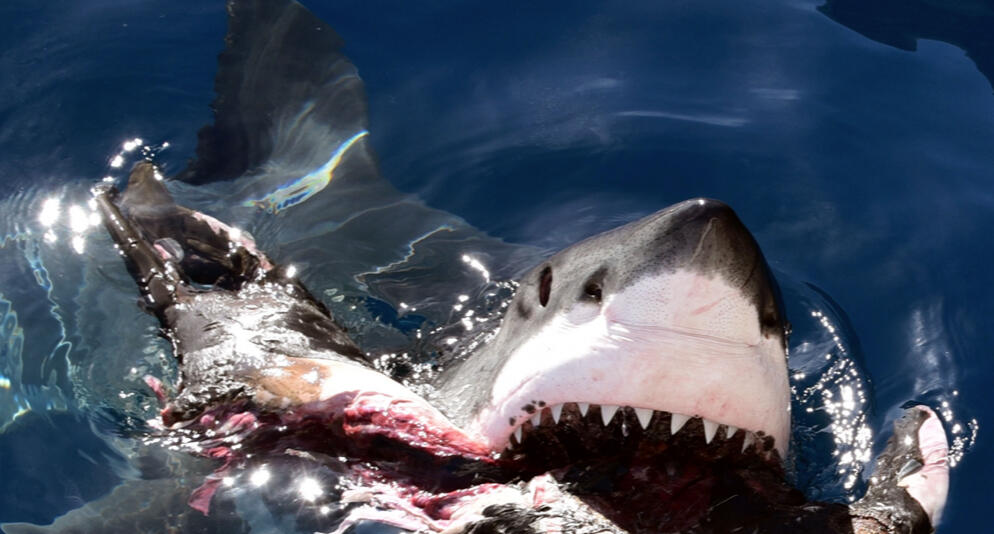Great White Shark Eats